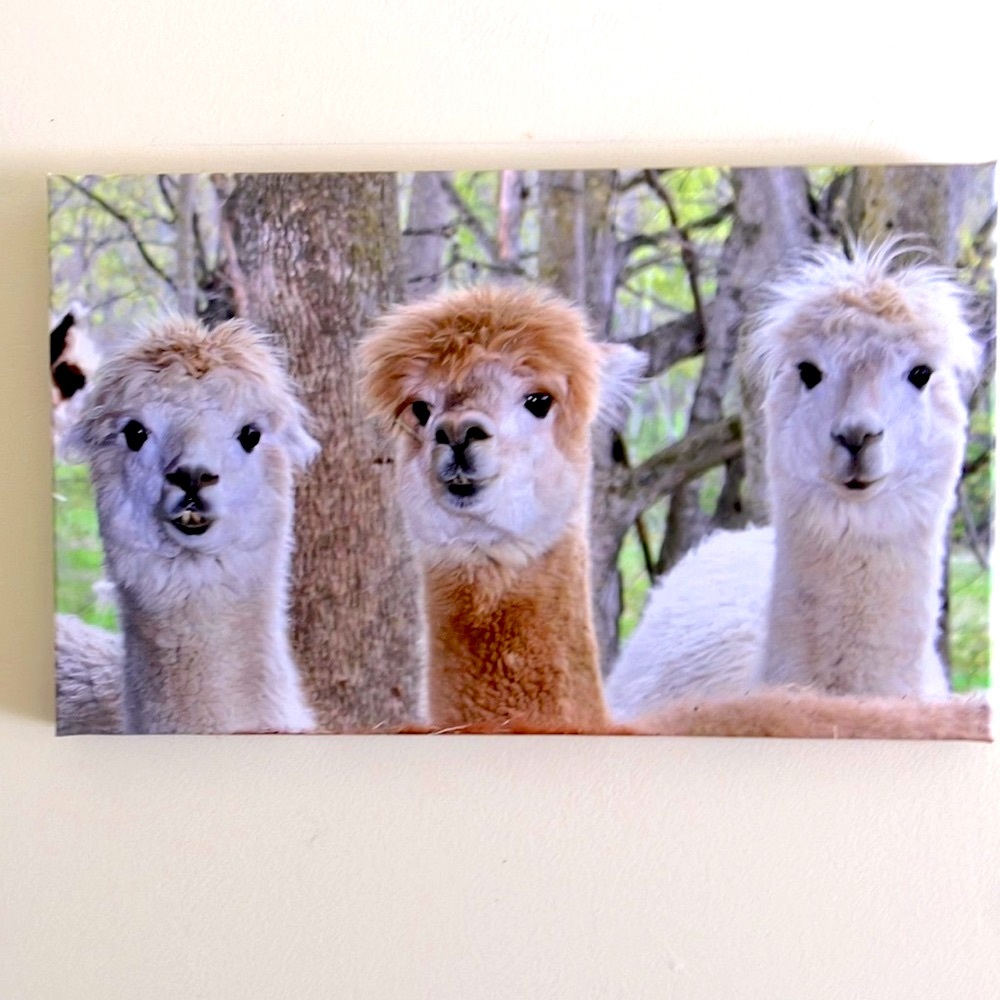 Three Alpaca Wall Canvas NWT Home Decor